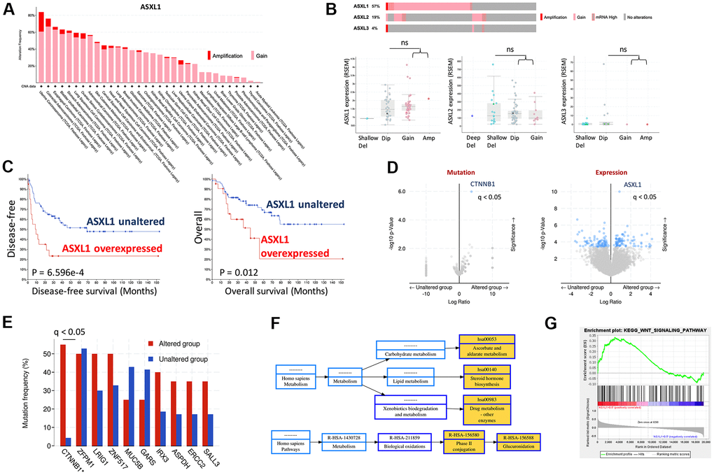 Gain of function of ASXL1 was common in adrenocortical carcinoma (ACC). (A) Reproduced from TCGA pan-cancer cohorts (Firehose) and ACC cohort (N = 75), shown were Gain and amplification of ASXL1 across cancer types; (B) Cases with gain of function of ASXL1 (N = 51), ASXL2 (N = 17) and ASXL3 (N = 3) and box plot of expressions of ASXL1, ASXL2 and ASXL3 against copy number alteration; (C) Kaplan-Meier plots of overall and disease-free survival in ACC patients with or without ASXL1 overexpression, compared by the log-rank test; (D) Volcano plot of significantly enriched mutation and expression of genes in ACC cases with gain of function of ASXL1; (E) Bar figure showing frequency of gene mutation in ASXL1-altered (gain of function) and -unaltered group; (F) Functional annotation by NET-GE of genes enriched in (D) using KEGG; (G) GSEA analysis of genes enriched in (D) (ns = not significant; q value denoting false discovery rate, *P 