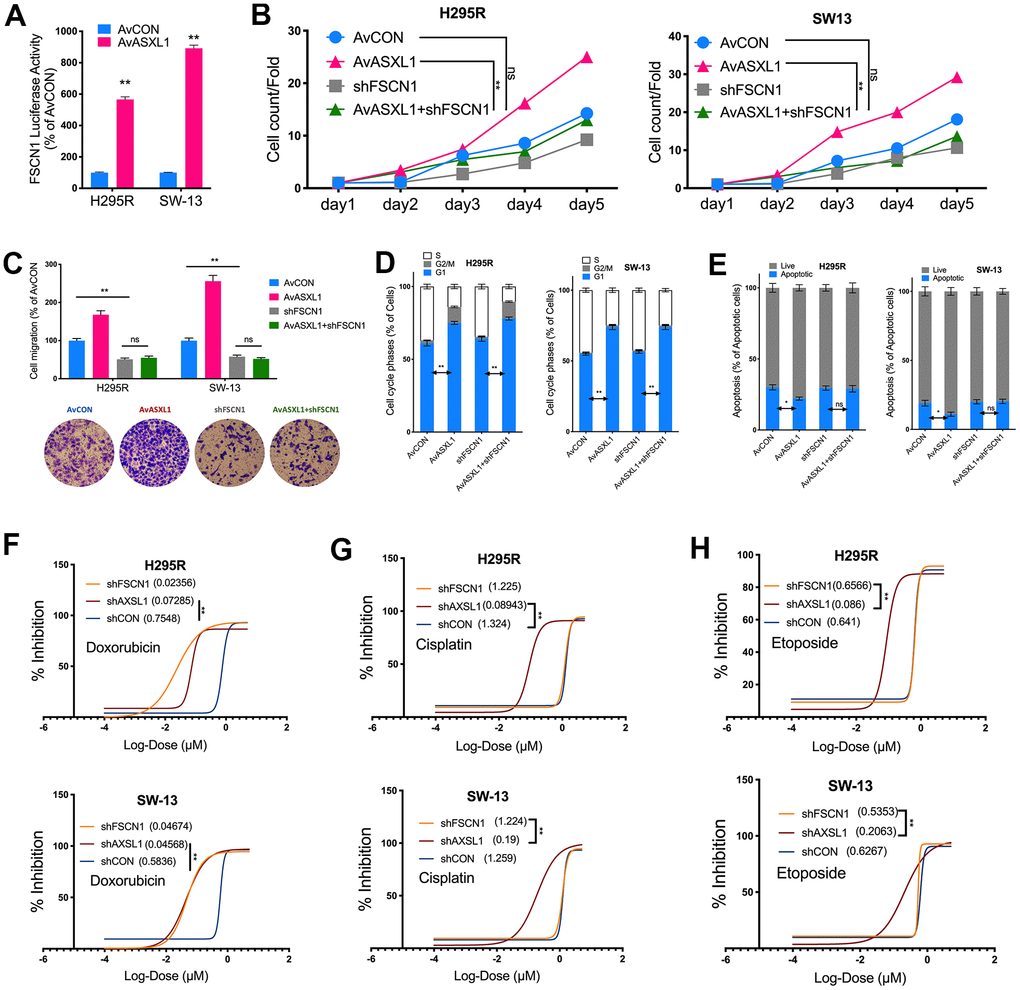 Silencing ASXL1 sensitized ACC cells to etoposide, doxorubicin and cisplatin (EDP) regimen. (A) Relative firefly-luciferase activity of FSCN1 in NCI-H295R cells where Firefly luciferase activity was normalized to Renilla luciferase activity for all samples to yield relative luciferase activity upon ASXL1 silencing or control; (A, B) Cell count detected using CCK-8 in ACC cell lines with ASXL1 overexpression by adenovirus (Av) or control (AvCON) and/or with FSCN1 silencing by shRNA; (C) Transwell assays used to detect cell invasion with Matrigel in ACC cells with ASXL1 overexpression by adenovirus (Av) and/or with FSCN1 silencing by shRNA, captured at 100×; Flow cytometry used to detect (D) cell cycle profile and (E) apoptosis in ACC cells with ASXL1 overexpression by adenovirus (Av) and/or with FSCN1 silencing by shRNA; Dose-response curves of (F) Doxorubicin, (G) Cisplatin and (H) Etoposide in ACC cells with ASXL1 or FSCN1 silencing by shRNA or control (shCON), with IC50 (μmol) in parentheses (ns = not significant; *P 