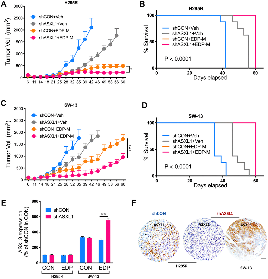 ASXL1 silencing sensitized ACC cells to etoposide, doxorubicin, cisplatin and mitotane (EDP-M) regimen. Xenograft murine models consisting of 8 male BALB/c nude mice per group undergoing EDP-M regimen () or vehicle control (Veh) with subcutaneous implanted with (A) NCI-H295R cells with or without ASXL1 silencing under left flank with tumor growth monitored over 60-day period and tumor size of 3 as endpoint, and (B) Kaplan-Meier curves of survival of mice; and with (C) SW-13 cells with or without ASXL1 silencing under left flank with tumor growth monitored over 60-day period and tumor size of 3 as endpoint, and (D) Kaplan-Meier curves of survival of mice; (E) Quantitative PCR showing expression of ASXL3 in ACC cell lines treated with EDP regimen; (F) Representative image of immunohistochemical staining of ASXL1 and ASXL3 in harvested tumors from xenograft models (scale bar = 100 μm, *P 