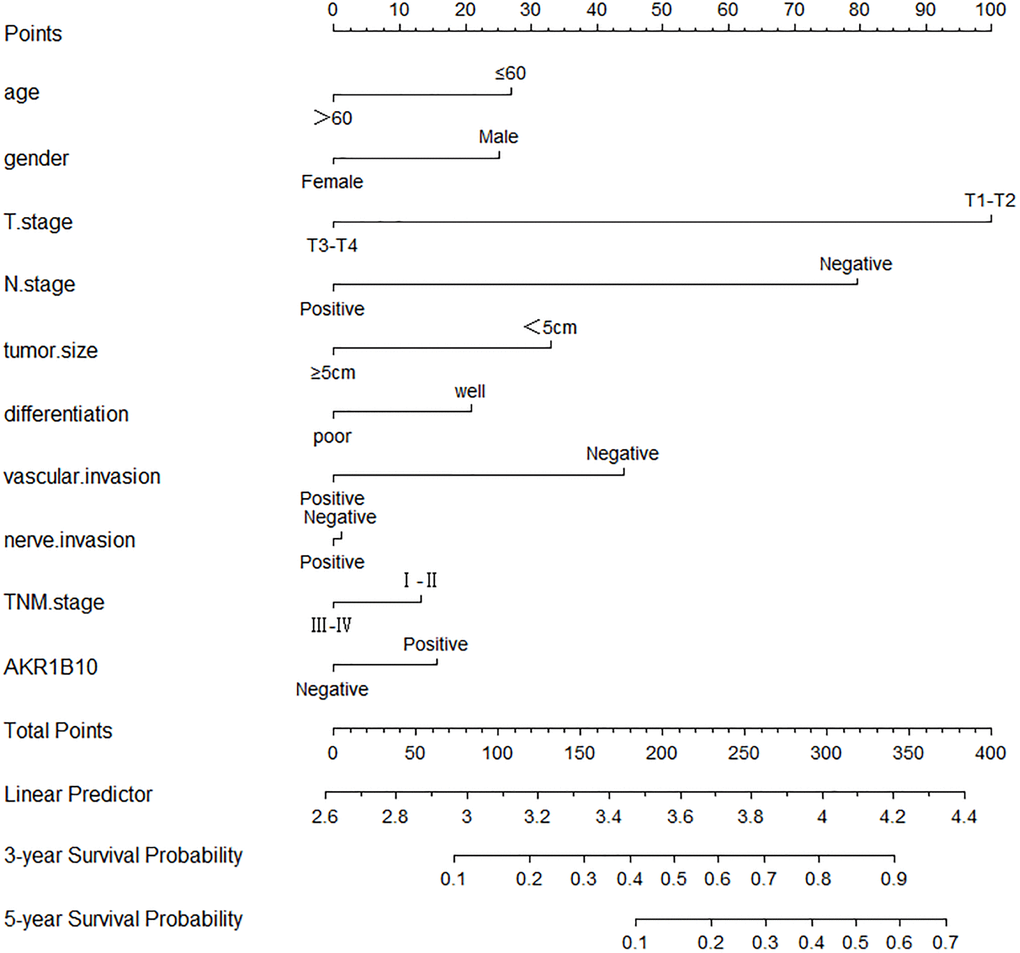 Nomograms to predict survival of gastric cancer patients. Points of each variable were obtained via a vertical line between each variable and the point scale. The predicted survival rate was correlated with the total points by drawing a vertical line from the total points scale to the overall survival.