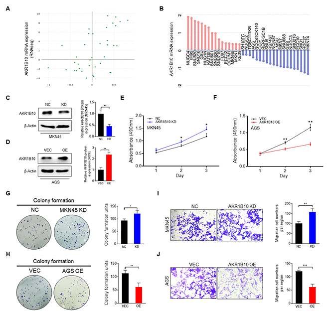 Effect of AKR1B10 on the cell proliferation and migration ability of gastric cancer cells. (A) AKR1B10 expression in gastric cancer (GC) cell lines from the CCLE platform. (B) Relative expression of AKR1B10 in GC cell lines according to RNAseq results via the CCLE platform. (C–D) Immunoblot showing AKR1B10 protein levels in MKN45 cells transfected with AKR1B10-shRNA (C) and in AGS cells transfected with the AKR1B10 overexpression plasmid (D), and gray value analysis via ImageJ. (E–J) Proliferation rates (E–F), colony forming ability (G–H), and migration ability (I–J) of AKR1B10-KD and AKR1B10-OE GC cells. CCLE, Cancer Cell Line Encyclopedia. NC, negative control. KD, knockdown, AKR1B10-shRNA. VEC, vector. OE, overexpression, AKR1B10 overexpression plasmid. Data are presented as the mean ± SD (n = 3). *P **P ***P 