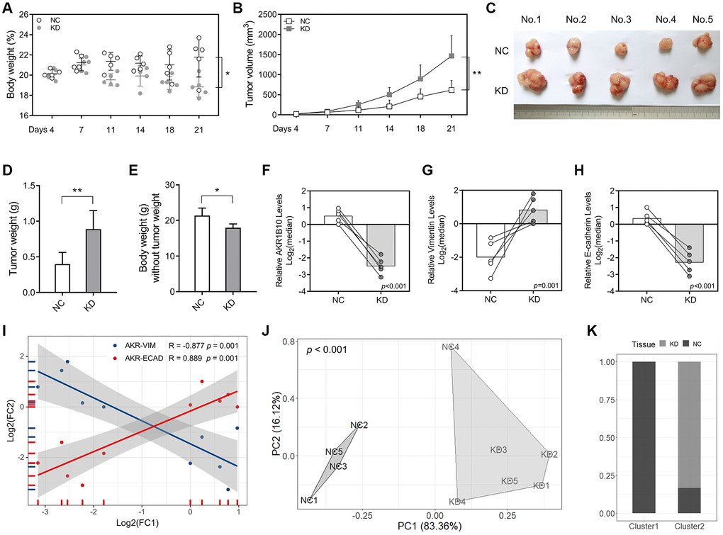 AKR1B10 knockdown promotes gastric cancer tumor growth in vivo. (A–B) Total body weight (A) and tumor volume (B) of the mice. (C) Representative pictures of subcutaneous tumors harvested from NC and AKR1B10-KD group. (D) The weights of tumor masses. (E) The weights of mice without tumor masses. (F–I) Relative AKR1B10 (F), Vimentin (G) and E-cadherin (H) mRNA levels in tumors of the AKR1B10-KD or NC group, and their correlation (I). (J) Stratification of mice into cluster 1 and cluster 2 according to AKR1B10 mRNA levels, body weight and tumor weight. (K) Percentage of NC and AKR1B10-KD mice in each cluster. Data are presented as the mean ± SD. NC, negative control; KD, AKR1B10 knockdown. *P **P 