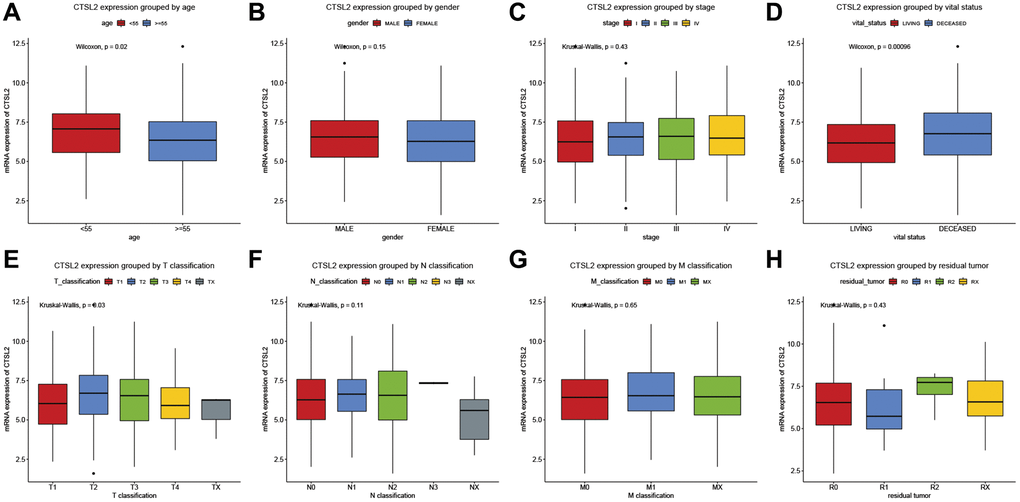 CTSL2 expression of patients with lung adenocarcinoma grouped by (A) age, (B) gender, (C) stage, (D) vital status, (E) T classification, (F) N classification, (G) M classification, and (H) residual tumor.