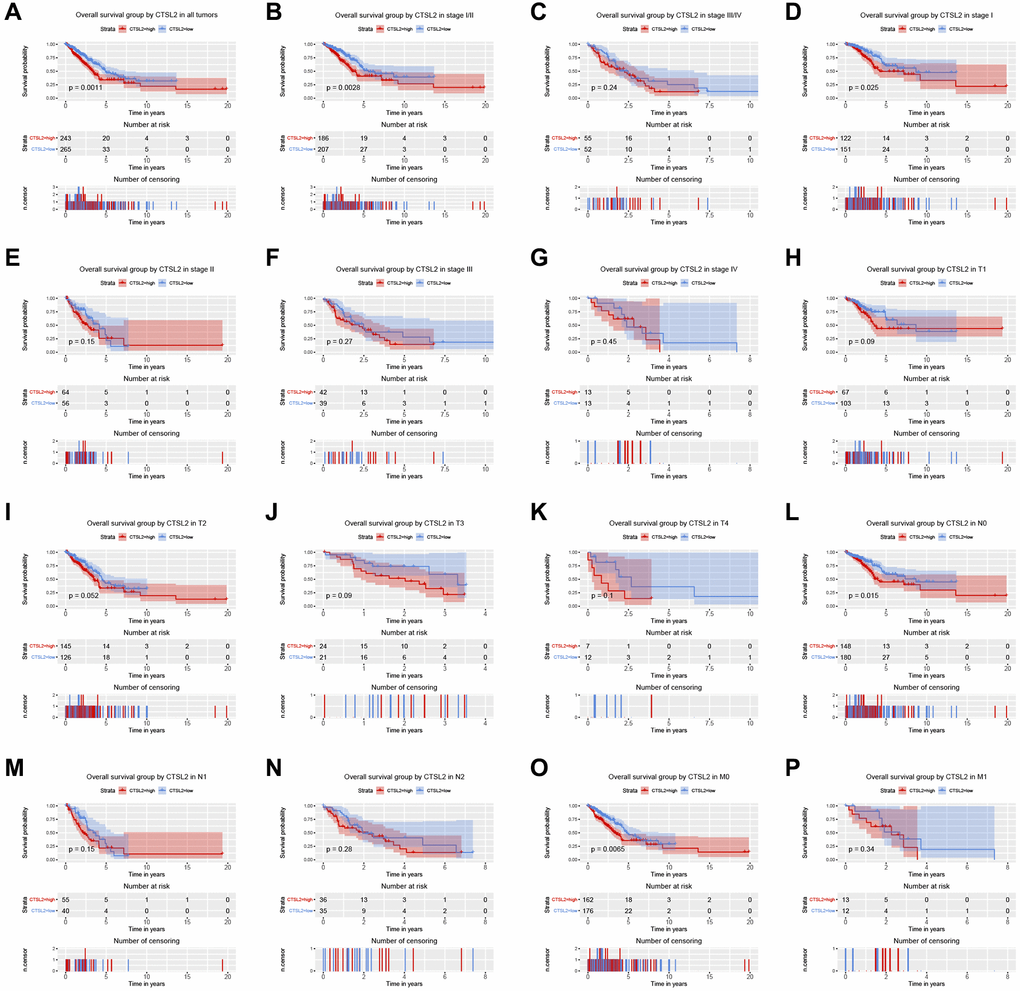 Kaplan-Meier curve for overall survival in lung adenocarcinoma. (A) CTSL2 in all tumors; (B–G) Subgroup analysis for stage I/II, III/IV, I, II, III, and IV; (H–P) Subgroup analysis for T1, T2, T3, T4, N0, N1, N2, M0, and M1.