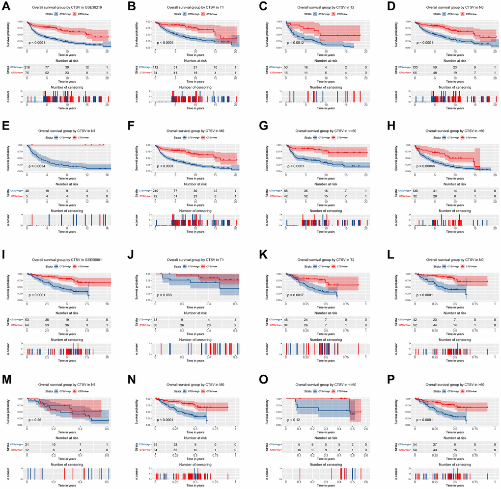 Kaplan–Meier curve for overall survival in lung adenocarcinoma in the validation datasets GSE30219 (A–H) and GSE50081 (I–P).