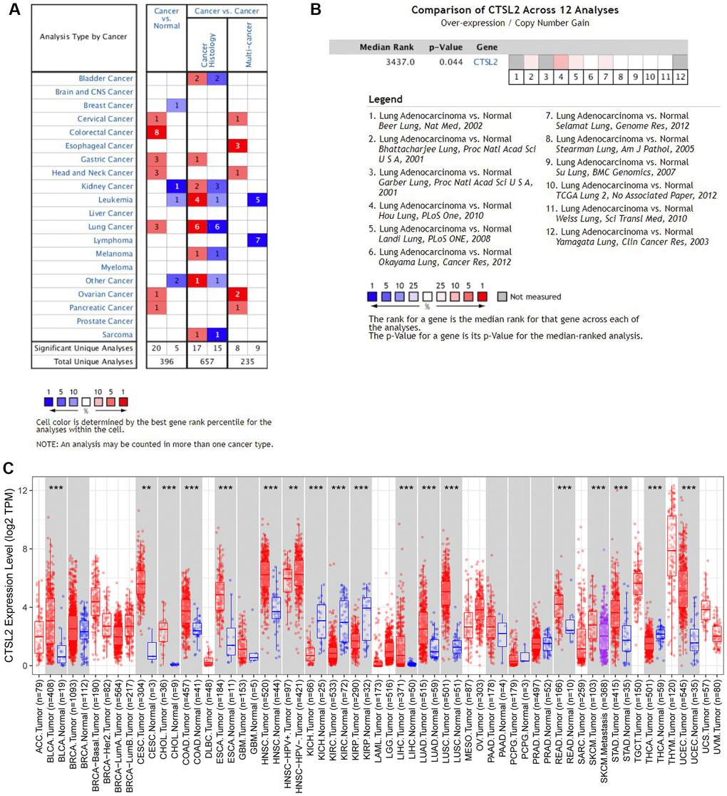 Expression analysis of CTSL2 by Oncomine and TIMER databases. (A) Expression of CTSL2 in different types of human cancers in the Oncomine database; (B) CTSL2 is over-expression (red) in lung adenocarcinoma by Oncomine meta-analysis comparing with normal tissue; (C) Expression of CTSL2 in different types of human cancers in the TIMER database.