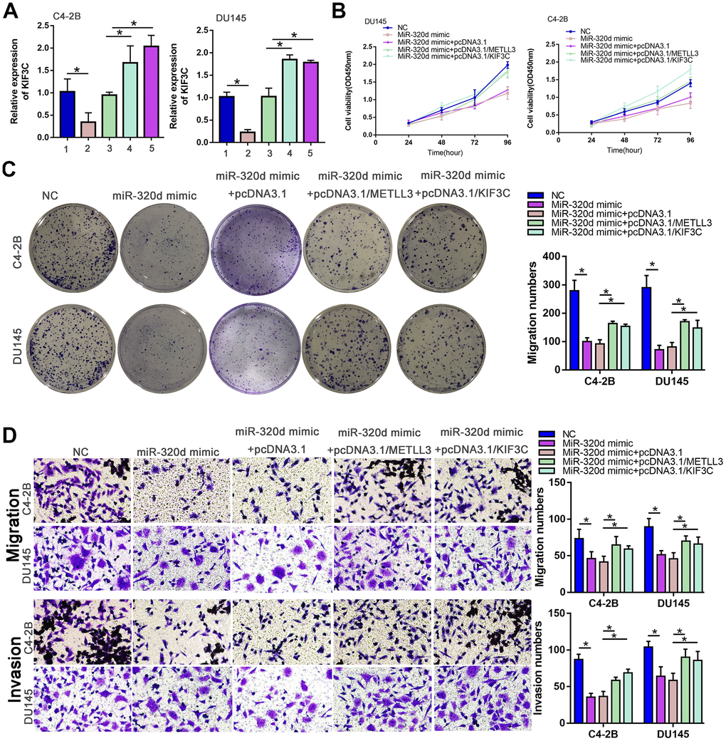 MiR-320d inhibited PC progression through METTL3/KIF3C. C4–2B and DU145 cells were transfected with NC mimic, miR-320d mimic, miR-320d mimic+pcDNA3.1, miR-320d mimic+pcDNA3.1/METTL3, or miR-320d mimic + pcDNA3.1/KIF3C, respectively. (A) RT-qPCR showing KIF3C expression in indicated group PCa cells. (B, C) CCK-8 and colony formation were conducted to show the proliferation of PCa cells. (D) Transwell showing invasion and migration ability of PCa cells. Data are reported as means ± standard deviation of three independent experiments. *p 