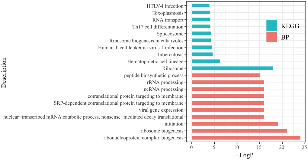 Top 10 biological processes (BP) and Kyoto Encyclopedia of Genes and Genomes (KEGG) analysis terms of hub genes.
