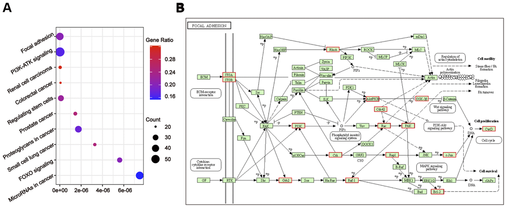 Gene ontology enrichment analyses with the target genes of hub miRNA/tDRs in silva pattern A. (A) KEGG pathway analysis for the target genes of hsa-miR-101-3p, hsa-miR-195-5p, tRF-1:32-Val-CAC-3 and tRF-1:28-Gly-CCC-2. (B) Mapping of focal adhesion signaling pathway. Red marked nodes are associated with hub miRNA/tDRs.