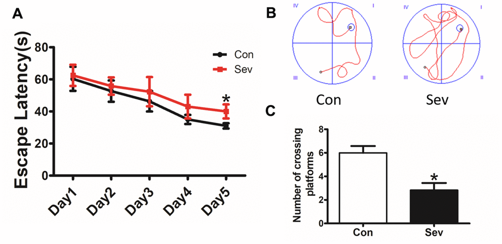 Sev decreased the cognitive function of elder mice. The mice were treated with Sev as described in the Materials and Methods section. The cognitive function was detected by the MWM test. The results were calculated as the escape latency (sec.) and platform crossing time ± SD (n = 15). (A, C). (B) Shows the typical movement locus. *P 