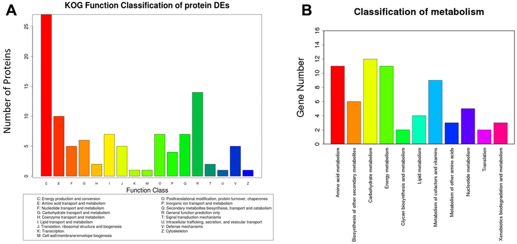 Analysis of eukaryotic orthologous groups (KOG) and classification of metabolism. The mice were treated with Sev as described in Materials and Methods. The data was from hippocampus tissues. (A, B) shows the KOG function classification of proteins and metabolism induced by Sev compared with control group, respectively.