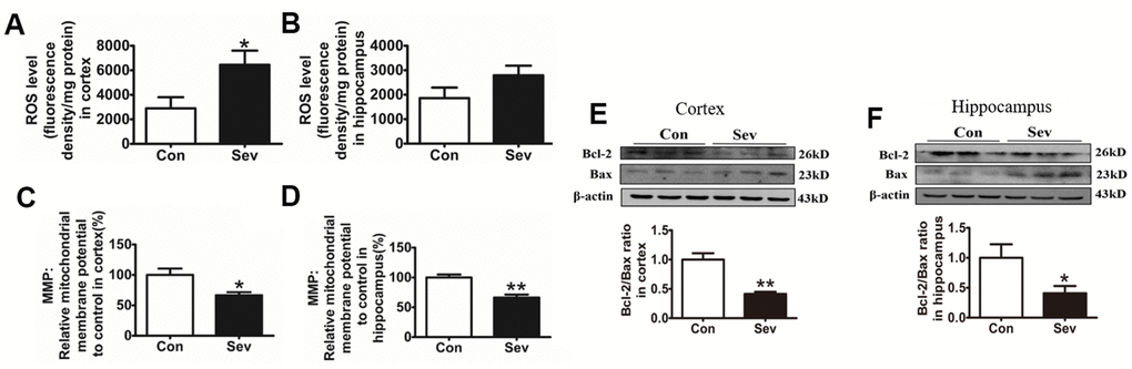 Sev increased ROS production, reduced mitochondrial membrane potential, and promoted cell apoptosis. The mice were treated with Sev as described in Materials and Methods. (A, B) Showed the ROS levels in cortex and hippocampus. (C, D) Showed the MMP levels in cortex and hippocampus. (E, F) Showed the expression of Bcl2, Bax and the ratio of Bcl2/Bax. Data are expressed as mean±SD, n=5 (**p