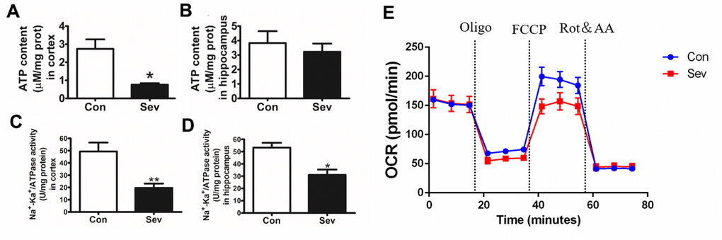 Sev decreased the production of ATP, inhibited the activity of Na+/K+ATPase and changed OCR. (A, B) showed the ATP production in cortex and hippocampus tested by ATP assay kit. (C, D) represented the Na+/K+ATPase activity in cortex and hippocampus, respectively. (E) The OCR was determined using Seahorse XFp8 as described in the Materials and Methods section. Data represented mean ± SD, n=5 (**p