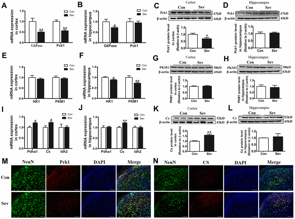 Sev downregulated or increased the expression of key enzyme genes or proteins in glucose metabolism in the cortex or hippocampus. The mRNA expression of G6Pase and Pck1 (A, B); HK1 and PKM1 (E, F); Pdha1, Idh2, and Cs (I, J) in cortex and hippocampus was measured by real-time PCR. The expression of Pck1 (C, D), PKM1 (G, H) and Cs (K, L) protein in cortex and hippocampus was tested by western blot. Data are expressed as mean ±SD, n=5 (**pM, N) Showed the expression of Pck1 and Cs in cortex by immunofluorescence, respectively.