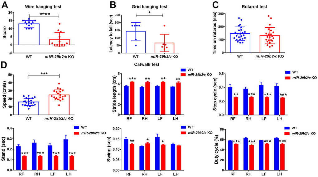 The muscle weakness and gait abnormality in miR-29b2/c KO mice. (A) The results of the Wire hanging test in WT and miR-29b2/c KO mice. n=12-14. (B) The results of Grid hanging test in WT and miR-29b2/c KO mice. n=6-13. (C) The results of Rotarod test in WT and miR-29b2/c KO mice. n=12-24. (D) The results of Catwalk test in WT and miR-29b2/c KO mice. n=12-21. The differences were analyzed by Student-T-test. *P P P P 