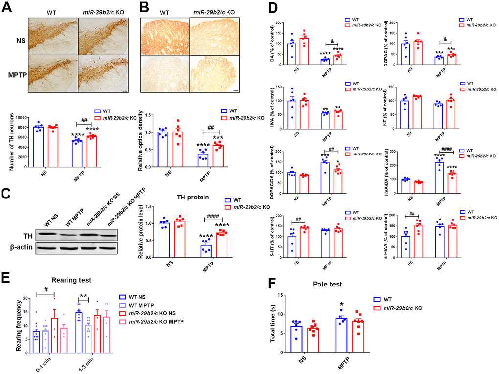 The analysis of the nigrostriatal pathway and behavioral performance of WT and miR-29b2/c KO mice at 3 days after MPTP administration. (A) Immunohistochemical staining of TH in the SNpc of WT and miR-29b2/c KO mice. Scale bar: 0.1mm. Stereological counting of TH positive dopaminergic neurons is shown in the lower panel. n=5-6. (B) Immunohistochemical staining showing striatal TH positive nerve fibers of WT and miR-29b2/c KO mice. Scale bar: 0.05mm. Densitometric analysis of the relative optical density of the staining is shown in the lower panel. n=6. (C) Western blot showing TH protein levels in the striatum of WT and miR-29b2/c KO mice. β-actin served as a loading control. The quantification of the relative TH protein levels is shown in the right panel. n=6. (D) Levels of striatal dopamine (DA), 5-HT, their metabolites, and norepinephrine (NE) in WT and miR-29b2/c KO mice. n=5-6. (E) The rearing frequency of WT and miR-29b2/c KO mice between 0-1min and 1-3min in the Rearing test. n=4-11. (F) The total time of WT and miR-29b2/c KO mice in the Pole test. n=5-7. The differences were analyzed by two-way ANOVA followed by LSD multiple comparison tests. *pp ppvs normal saline control. # p p pvs WT group. & p 