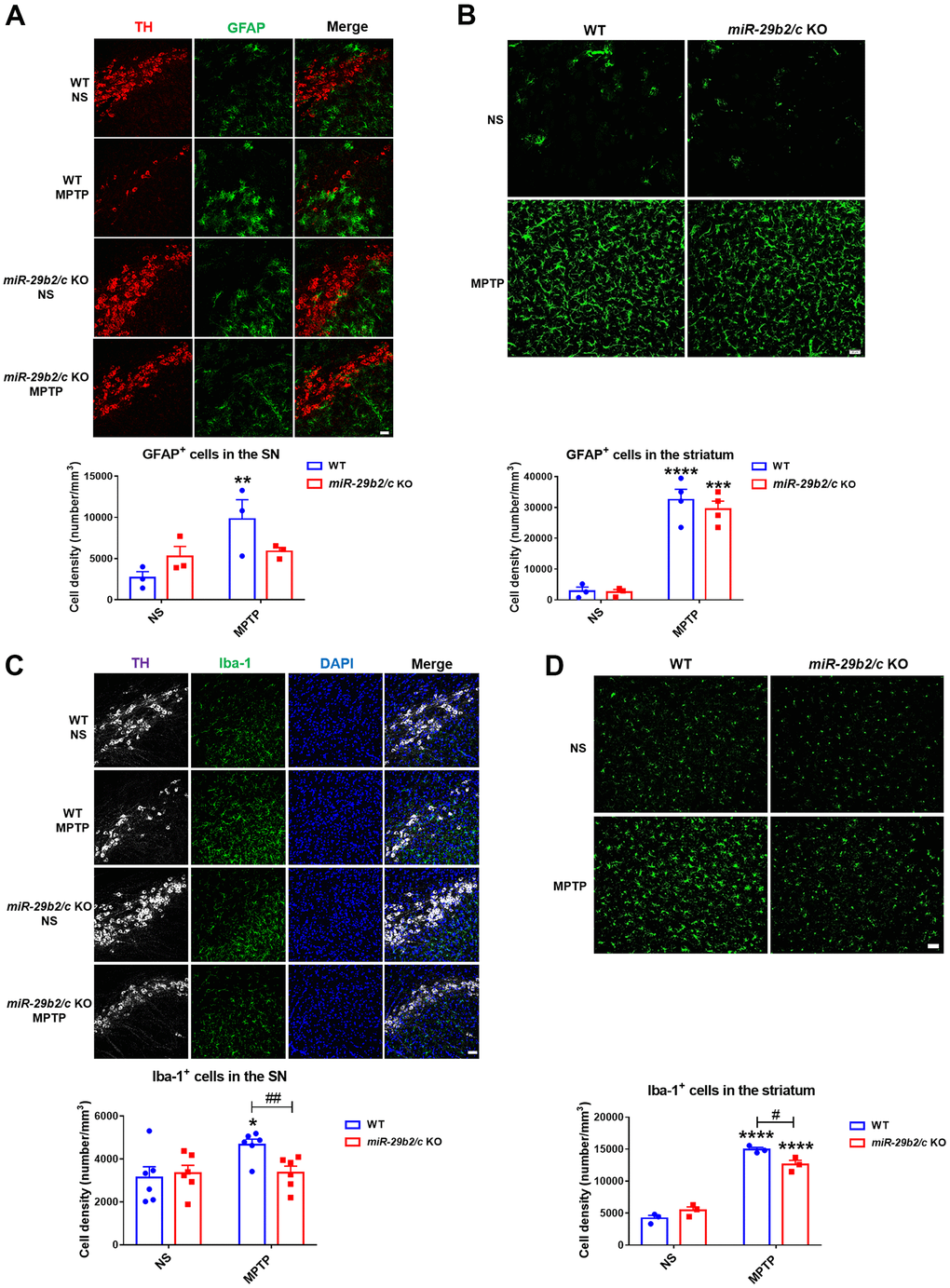 The analysis of glial activation in the nigrostriatal pathway at 3 days after MPTP administration. (A) Immunofluorescence staining for TH (red) and GFAP (green) in the SNpc of WT and miR-29b2/c KO mice. Scale bar: 0.1 mm. n =3-6. (B) Immunofluorescence staining for GFAP (green) in the striatum of WT and miR-29b2/c KO mice. Scale bar: 0.02mm. n =3-4. (C) Immunofluorescence staining for TH (white) and Iba-1 (green) in the SNpc of WT and miR-29b2/c KO mice. Nuclei were counterstained with DAPI (blue). Scale bar: 0.1 mm. n=6. (D) Immunofluorescence staining for Iba-1(green) in the striatum of WT and miR-29b2/c KO mice. Scale bar: 0.02mm. n=3-4. The counting of GFAP positive cells and Iba-1 positive cells in the SNpc and the striatum is shown in the lower panels. The differences were analyzed by two-way ANOVA followed by LSD multiple comparison tests. *ppppvs normal saline control. #pvs WT group.