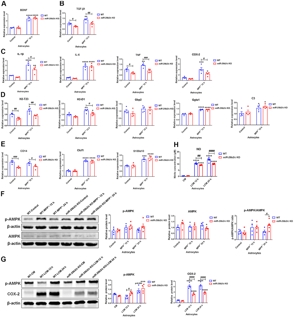 The effects of miR-29b2/c deficiency in MPP+- and conditioned medium-treated primary astrocytes. (A–E) qPCR analysis of BDNF (A), TGF-β1 (B), IL-1β, IL-6, TNF and COX2 (C), H2-T23, H2-D1, Gbp2, Gpta1 and C3 (D), CD14, Clcf1 and S100α10 (E) transcripts in WT and miR-29b2/c KO primary astrocytes treated with PBS or MPP+ for 12 h. n=4. (F) Western blot analysis of p-AMPK and AMPK protein expression in WT and miR-29b2/c KO primary astrocytes treated with PBS or MPP+ for 12 h and 24 h. β-actin served as a loading control. Quantifications of relative p-AMPK and AMPK protein levels and their ratio are shown in the right panel. n=4-5. (G) Western blot analysis of p-AMPK and COX-2 protein expression in WT and miR-29b2/c KO primary astrocytes exposed to conditioned medium (CM) or LPS-treated conditioned medium (LCM) of BV2 cells for 12 h and 24 h. β-actin served as a loading control. Quantifications of relative p-AMPK and COX-2 protein levels are shown in the right panel. n=3-4. (H) Nitrite concentration in the culture medium of WT and miR-29b2/c KO primary astrocytes treated with CM or LCM of BV2 cells for 12 h and 24 h. The differences were analyzed by two-way ANOVA followed by LSD multiple comparison tests. *pp ppvs PBS control. # p p ppvs WT group.