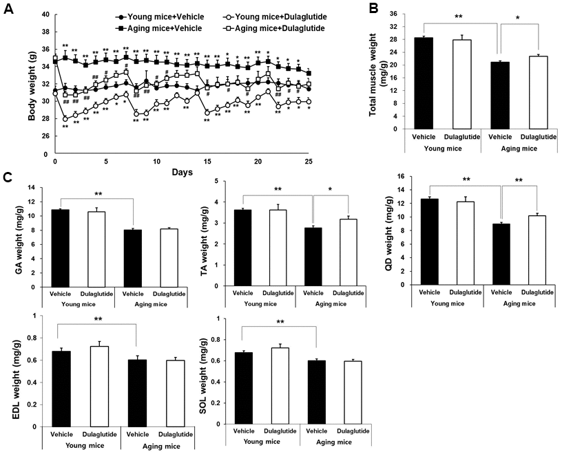Dulaglutide increases muscle weight in aged mice. (A) Body weight changes in mice (B) Total muscle weight and, (C) Weight of the five muscle types, including gastrocnemius (GA), tibialis anterior (TA), quadriceps (QD), extensor digitorum longus (EDL), and soleus (SOL). The muscle weights were normalized to the body weight (g). The total muscle weight indicates the sum of all muscle weight such as SOL, TA, QD, GA, and EDL. All values are expressed as the mean ± SE. Significant differences are indicated as ** p p 
