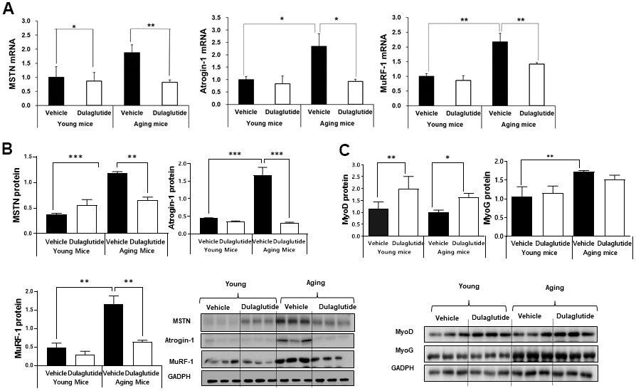 Dulaglutide decreases muscle atrophic factors in aged mice. (A) mRNA expression of myostatin (MSTN), atrogin-1, and muscle RING-finger protein-1 (MuRF-1) in the TA muscle (B) Protein levels of MSTN, atrogin-1, and MuRF-1 in the TA muscle (C) Protein level of myogenic factors, MyoD and myogenin (MyoG) in the TA muscle. All values are expressed as the mean ± SE. Significant differences are indicated as ***p p p 