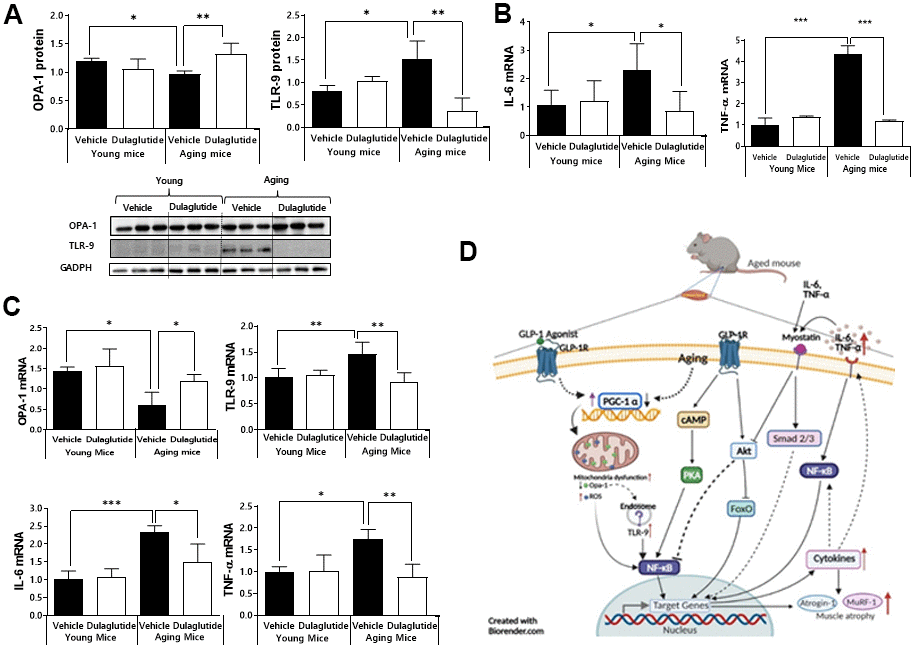 Dulaglutide attenuates inflammation and downregulates the expression of OPA-1-TLR-9 signaling in aged mice. (A) Protein levels of OPA-1 and TLR-9 in TA muscle (B) mRNA expression of IL-6 and TNF-α in TA muscle (C) mRNA expression of Opa-1, TLR-9, IL-6, and TNF-α in QD muscle. (D) Schematic diagram of the proposed mechanism of action of dulaglutide in muscle tissue. Our data suggest that dulaglutide mediated-GLP-1 receptor signaling may regulate muscle atrophy in aged mice via the following three independent and interconnected signaling pathways: 1) Dulaglutide stimulates PGC-1α, which in turn enhances mitochondrial biogenesis and function, subsequently suppressing endosomal TLR9 mediated NF-kB signaling cascades in muscle. This signaling involves an increase in proinflammatory cytokines and muscle atrophic factors expression. 2) The increase in proinflammatory cytokines activates myostatin signaling cascades and 3) NF-kB signaling cascades thereby inducing proinflammatory cytokines and muscle atrophic factors expression. In contrast, dulaglutide treatment suppresses these signaling pathways by regulating cAMP-PKA-NF-kB and AKT-FoxO. All values are expressed as the mean ± SE. Significant differences are indicated as ***p p p 