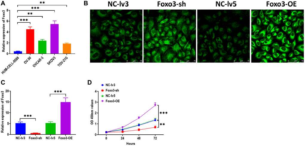 Upregulation of Foxo3 promotes OC cell proliferation. (A) The expression of Foxo3 in OC and control cells. (B) Visualization of lentivirus transfection in SKOV3 cells, as observed by fluorescence microscope. Scale bar = 75 μm. (C) Transfection efficiency in Foxo3-knockdown or Foxo3-overexpressing SKOV3 cells. (D) Cell proliferation of SKOV3 cells with Foxo3 knockdown or overexpressing, as determined by CCK-8 assay. Data were expressed as means ± standard deviation. For each treatment, three replicates were used. **p ***p 