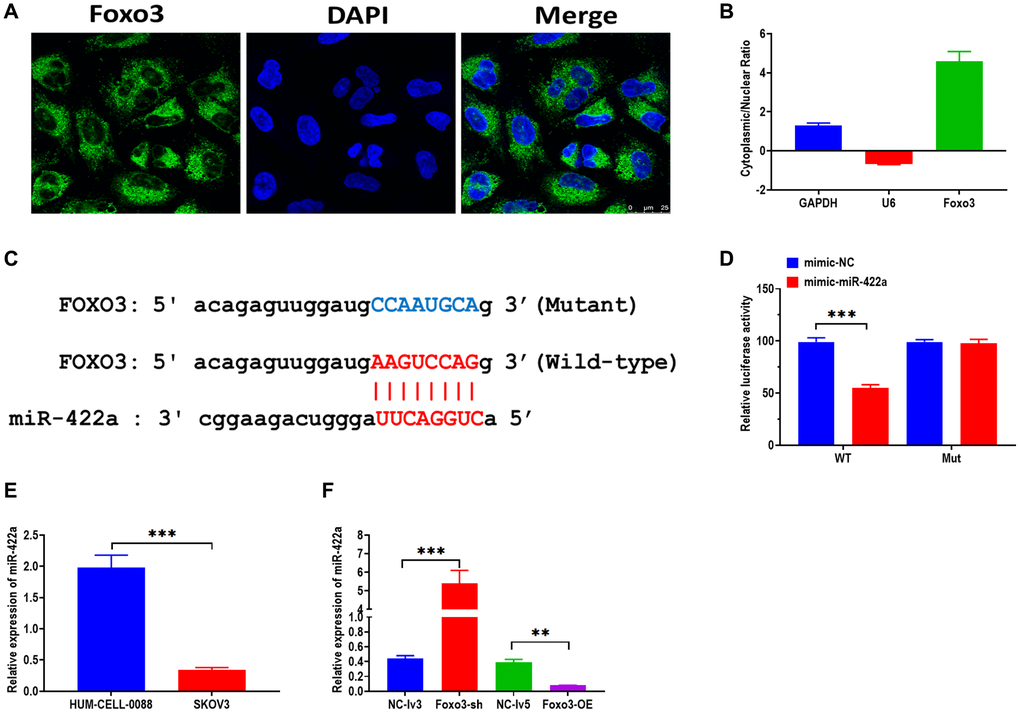 Foxo3 directly targets miR-422a. (A) Subcellular distribution of Foxo3 in SKOV3 cells, as investigated by fluorescence in situ hybridization (FISH) assay. Scale bar = 25 μm. (B) Subcellular distribution of Foxo3 in SKOV3 cells, as investigated by subcellular fractionation assay. GAPDH and U6 were used as reference genes for the nuclear and cytoplasmic, respectively. The data were expressed as cytoplasmic/nuclear ratio. (C) The putative binding sequence of miR-422a of 3’UTR of Foxo3. The prediction was obtained from StarBase 2.0. (D) Luciferase reporter assay in HEK293T cells co-transfected with miR-422a mimics or mimics a negative control plus reporter vector containing wild-type or mutant miR-422a binding sequence 3′-UTR of Foxo3. (E) The expression of miR-422a in SKOV3 and control cells. (F) The expression of miR-422a in SKOV3 cells with Foxo3 knockdown or overexpressing. Data were expressed as means ± standard deviation. For each treatment, three replicates were used. **p ***p 