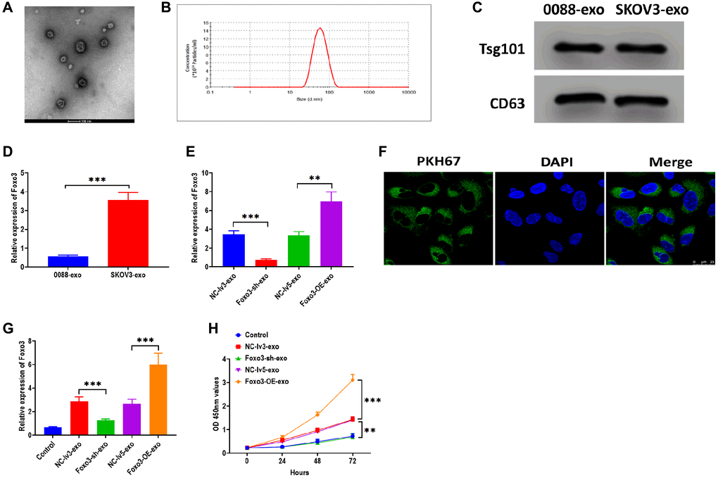 Foxo3 is transported through exosome-mediated intercellular communication. (A) The morphology of exosomes, as determined by TEM. Scale bar = 100 μm. (B) The size distribution of exosomes, as determined by NTA. (C) The protein expressions of exosomal markers Tsg101 and CD63 in exosomes isolated from SKOV3 and control cells. (D) The expression of Foxo3 in exosomes derived from the control or SKOV3 cells. (E) The expression of Foxo3 in exosomes with Foxo3 knockdown or overexpressing. (F) Visualization of exosomes taken up by SKOV3 cells, as observed by fluorescence microscope. Scale bar = 25 μm. (G) The expression of Foxo3 in SKOV3 cells co-cultured with exosomes with Foxo3 knockdown or overexpressing. (H) Cell proliferation of SKOV3 cells co-cultured with exosomes with Foxo3 knockdown or overexpressing, as determined by CCK-8 assay. Data were expressed as means ± standard deviation. For each treatment, three replicates were used. **p ***p 