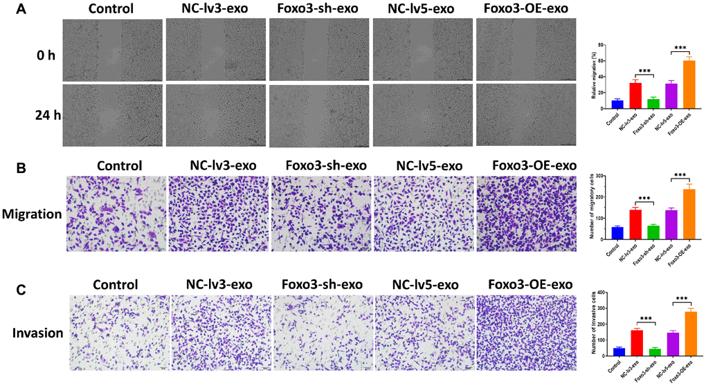 Exosomal Foxo3 promotes OC cell migration and invasion. (A) Migration ability of SKOV3 cells co-cultured with exosomes with Foxo3 knockdown or overexpressing, as determined by wound healing assay. Scale bar = 200 μm. (B) Migration ability of SKOV3 cells co-cultured with exosomes with Foxo3 knockdown or overexpressing, as determined by Transwell migration assay. Scale bar = 50 μm. (C) Invasion ability of SKOV3 cells co-cultured with exosomes with Foxo3 knockdown or overexpressing, as determined by Transwell invasion assay. Scale bar = 50 μm. Data were expressed as means ± standard deviation. For each treatment, three replicates were used. *p ***p 