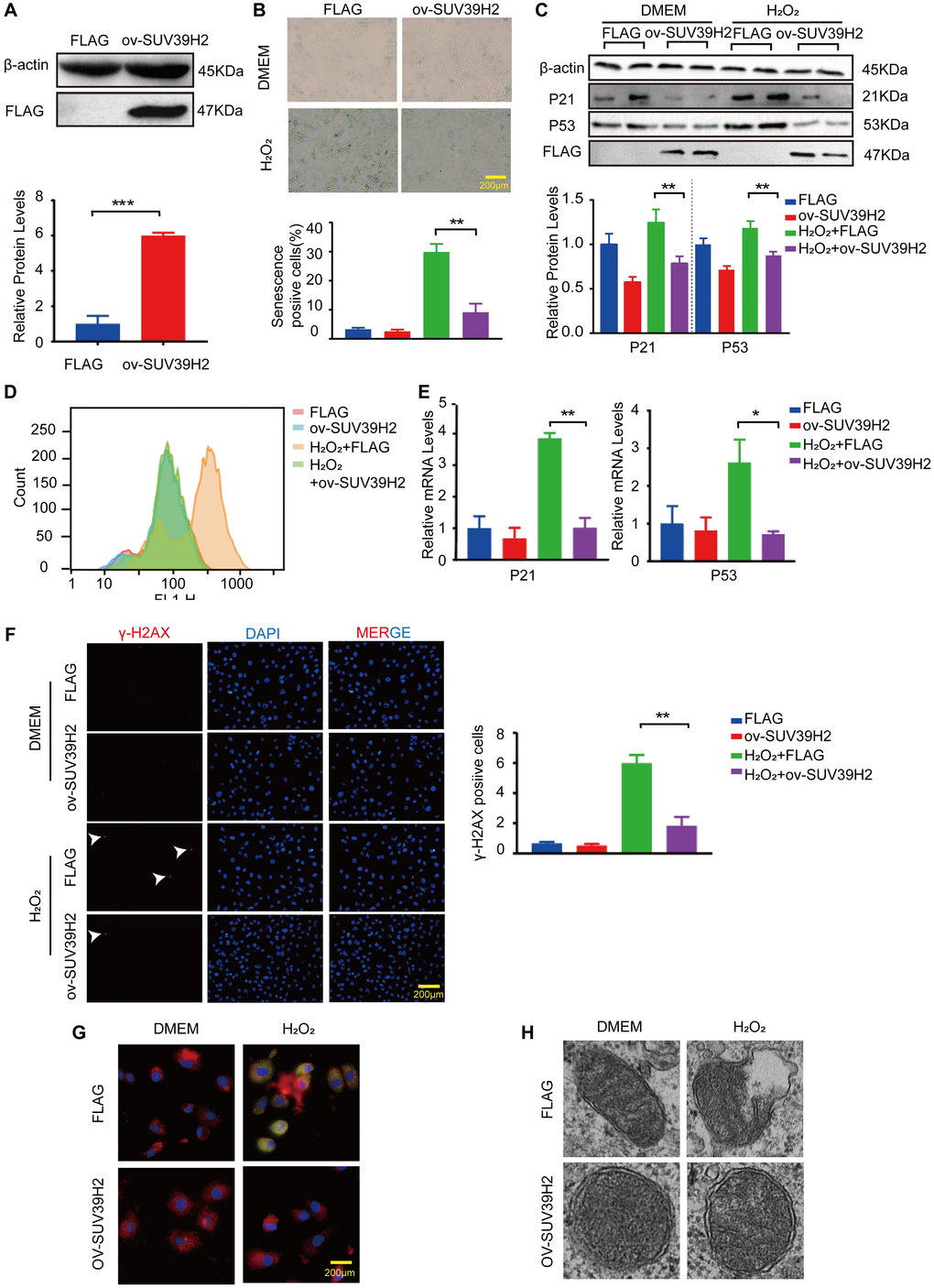 Overexpression SUV39H2 alleviate senescence in H2O2-treated H9C2 cells. (A) The SUV39H2-overexpression plasmid was constructed and verified by western blotting. (B–F) H9C2 were cultured with basic medium or 50 μM H2O2 supplemented with or without the lenti-ov-SUV39H2 for 48 hours. (B) The image shows that each group was stained with β-galactosidase, and the percentage of total cells stained with β-galactosidase are blue. (C) Western blotting was used to detect the expression of p53, p21 and FLAG. (D) Flow detection of ROS yields in each group. (E) The expression of p21 and p53 was quantified using RT-PCR. (F) Detection of γ-H2AX expression in each group using immunofluorescence. (G) Overexpression of SUV39H2 in H9C2 cells stained with JC-1 at 48 hours after treatment with H2O2. The green dye represents JC-1 monomers in cytoplasm while in red represents JC-1 aggregates in nucleus. (H) Electron microscopic images of mitochondrial. All the experiments have been repeated independently at least 3 times. Scale bars, 200 μm. *P **P ***P 