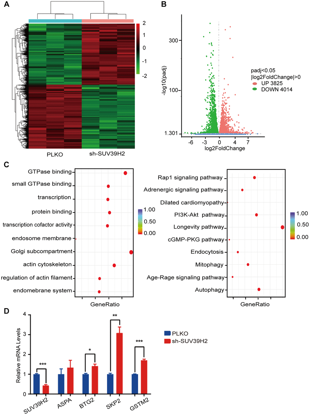 RNA-seq of knockdown SUV39H2 in cardiomyocytes induced by H2O2. (A–D) Following 50 μM H2O2 treatment of the PLKO and sh-SUV39H2 groups, RNA-Seq data processing. (A) Heat map showing the differential gene expression between the two groups. (B) Volcano map showing that there were 3,825 up-regulated genes and 4,014 down-regulated genes between the two groups. (C) Bubble chart showing the top 10 enrichment paths from GO and KEGG analyses. (D) Quantification of the differential genes after RNA-Seq analyses of the cells of the two groups. *P **P ***P 