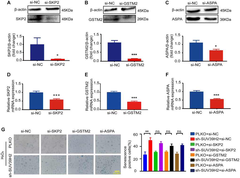SKP2, GSTM2, and ASPA silencing did not affect the level of sh-SUV39H2-induced cardiomyocyte senescence. H9C2 cells were pretreated with 5% DMEM for 8 h, and then transfected with interfering RNA and control si-NC for 48 h. Transfection efficiency was analyzed and quantified by western blotting and RT-PCR. There are three siRNA sequence: SKP2 (A, D), GSTM2 (B, E), GSTM2 (C, F). The blue region shows senescence-positive cells, and the proportion of positive cells in three random fields was quantified. No differences were observed across experiment groups (G). Data are expressed as the mean ± standard deviation. All the experiments have been repeated independently at least 3 times. *P **P ***P 