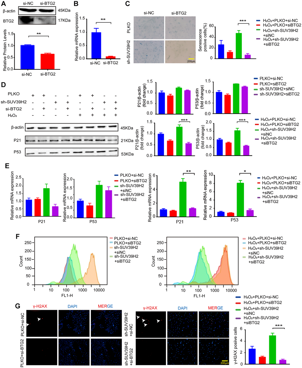 BTG2 reversed the aging phenotype in knockdown SUV39H2 H9C2 cells. (A–B) After transfection of si-BTG2 and control si-NC into H9C2 cells, the cells were collected 48 h later for RT-PCR and western blotting. (C) PLKO-H9C2 and sh-SUV39H2-H9C2 cell lines were cultured in 50 μM H2O2 added with or without siBTG2 for 48 hours. And an SA-β-Gal staining kit was used to detect senescence cells. (D–G) PLKO-H9C2 and sh-SUV39H2-H9C2 cell lines were cultured in normal medium or 50 μM H2O2 medium added with or without siBTG2 for 48 hours. (D) Western blotting for p21 and p53 in mentioned above groups were performed, and the level of β-actin protein was measured as the control. (E) The expression of p21 and p53 in mentioned above groups were quantified by RT-PCR. (F) Flow cytometry was used to quantitatively detect the ROS production of mentioned above groups. (G) The cells in mentioned above groups were fixed and analyzed by immunofluorescence to detect the expression level of γ-H2AX. All the experiments have been repeated independently at least 3 times. *P **P ***P 