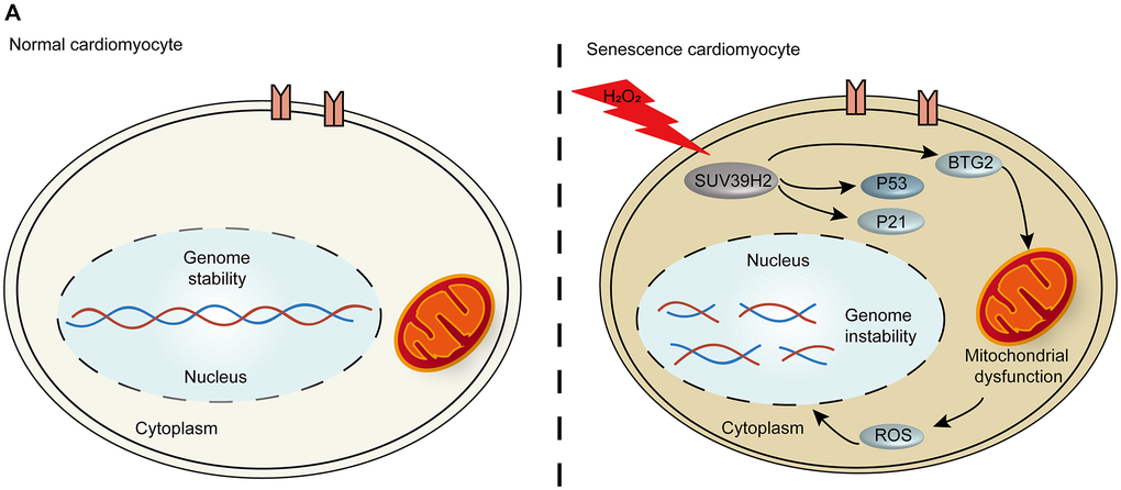 The p53-BTG2 pathways play a role in regulating senescence in SUV39H2-knockdown cardiomyocytes induced by H2O2. (A) Scheme indicating the proposed mechanism of senescence regulation by SUV39H2 in H9C2 cells.
