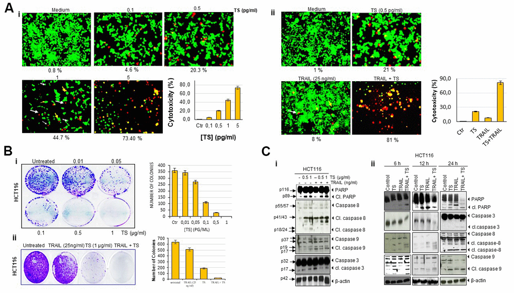 Thyme volatile oil-sensitizes TRAIL induces colon cancer cell death. (A) Human HCT116 cells (2 × 103 per well) were treated with the indicated concentrations of TS for 24 h, stained with a Live/Dead assay reagent for 30 min and then analyzed for cell cytotoxicity under a fluorescence microscope. Values below each photomicrograph represent percentage of dead cells. Data represent the means of three independent experiments (i); colon cancer cells were exposed to 0.5 pg/ml thyme volatile oil for 12 h and rinsed with PBS. Cells were then treated with 25 ng/ml TRAIL for an additional 24 h. Cell death was analyzed by the LIVE/DEAD assay (ii). Orange arrows indicates necrotic cells; pink arrows indicates live cells and white arrows indicate apoptotic cell. (B) HCT116 (5 × 102) cells seeded in 6 well plates were treated with different concentrations of TS (0-1 μg/ml), TRAIL (25 ng/ml) and TS + TRAIL for 9 days to form colonies and stained with clonogenic acid reagent to fix cells, and then incubated with crystal violet dye. Colony-forming ability was assessed by counting blue colonies. (C) TS sensitizes TRAIL-induced PARP cleavage and caspase activation in dose-dependent manner (i). Briefly, HCT116 cells (1 × 106 per well) were pretreated with vehicle control (DMSO) or indicated doses of thyme essential oil for 12 h and then rinsed, TRAIL was then added for an additional 24 h. Whole-cell lysates were subjected to Western blotting analysis using relevant antibodies. TS sensitizes TRAIL-induced PARP cleavage and caspase activation in time-dependent manner. Colon cancer cells were exposed to thyme volatile oil and TRAIL at the indicated time points (ii). Whole-cell lysates were subjected to Western blotting analysis using relevant antibodies. Used blots were stripped and reprobed with β-actin antibodies to verify equal protein loading. These are representative results of three independent experiments.