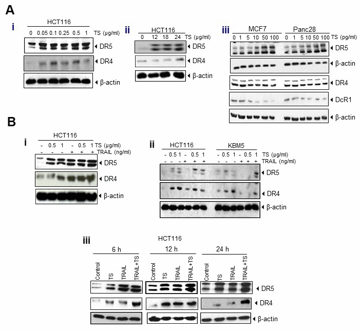 (A) Upregulation of DR4 and DR5 and reduction of decoy receptors (DcR1 and DcR2) by TS essential oil in dose (i)- and time (ii)-dependent manner in HCT116 and other cancer cells (iii). Tumor cells (1 × 106 per well) were treated with various concentrations (A, left) of TS for 24 h or treated with 0.5 μg/ml TS for the indicated time points. Whole-cell extracts were prepared and subjected to Western blotting for DRs and DcRs. (B) TS enhances TRAIL-induced cell death through induction of DRs and down-regulation of DcRs expression in dose- (i) dependent manner and upregulation of death receptors in various time- (ii) periods in HCT116 and other tumor cells (iii).