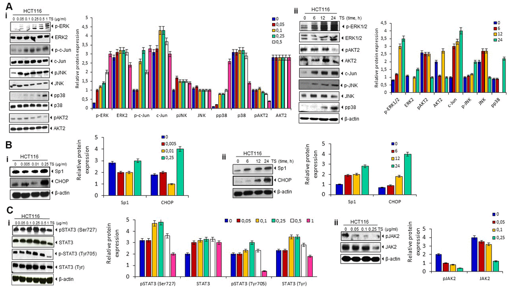 (A) Death receptor up-regulation is ERK1/2, p38 MAPK- and JNK-dependent. HCT116 cells (1 × 106 cells/well) were treated with different dose of TS for 24 h or treated with 0.5 μg/ml TS for different time points. Whole-cell extracts were prepared and subjected to Western blotting for phosphorylated p38 MAPK, JNK, ERK1/2, c-jun, and Akt expression. The same blots were stripped and reprobed with p38, JNK, ERK1/2, c-jun, and Akt to verify equal loading. (B) TS mediates Sp1 and CHOP upregulation in human HCT116 cells in dose (i)- and time (ii)-dependent manner. HCT116 cells (1 × 106 cells/well) were treated with different dose of TS (0-250 pg/ml) for 24 h or treated with 0.5 μg/ml TS for different time points. Whole-cell extracts were prepared and subjected to Western blotting for Sp1 and CHOP up-modulation and relative protein expression levels were quantified. The same blots were stripped and reprobed with β-actin to verify equal loading. (C) Thyme volatile oil inhibits STAT3 phosphorylation and JAK 2 levels in HCT-116 cell lines in a dose-dependent manner.