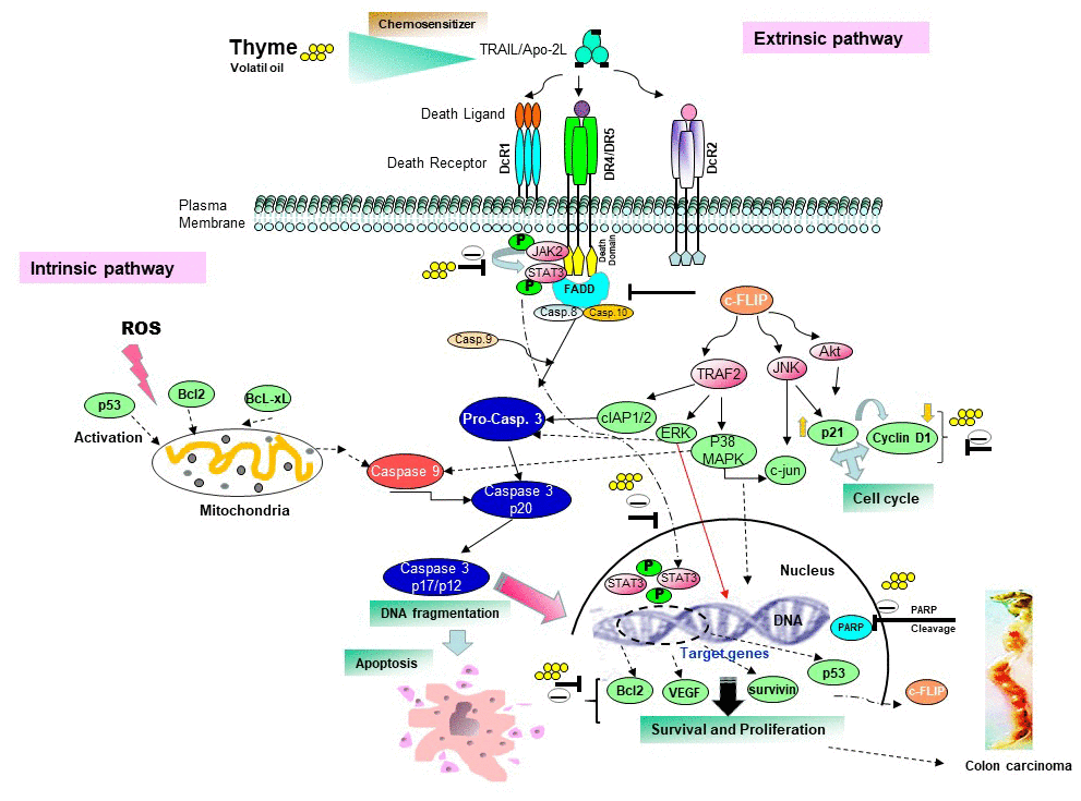 Proposed schematic diagram sensitizes the apoptotic pathway induced by thyme volatile oil and TRAIL/Apo2L on colon cell death.