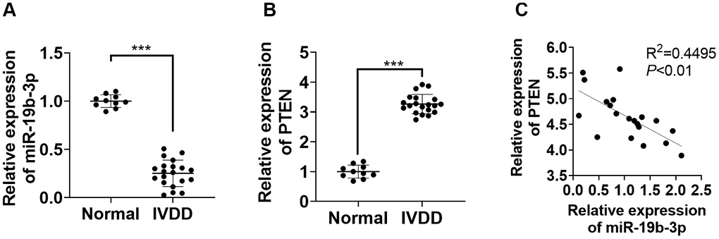 miR-19b-3p expression was hampered in the IVD tissues of IVDD patients. (A, B) The miR-19b-3p and PTEN profiles in the IVD tissues of 20 IVDD patients and 10 normal IVD tissues were gauged by qRT-PCR. (C) Pearson was adopted to ascertain the link between miR-19b-3p and PTEN in the IVD tissues of IVDD patients. *** P 