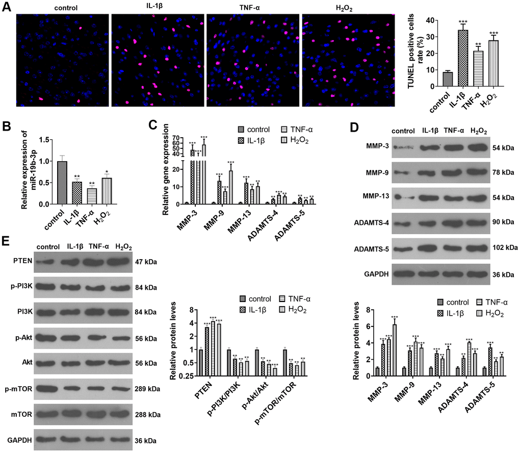 miR-19b-3p expression was impeded in IL-1β/TNF-α/hydrogen peroxide-treated HNPCs. HNPCs were treated with IL-1β (10 ng/mL), TNF-α (40 ng/mL) and hydrogen peroxide (500 μM) for 24 hours to establish an in vitro IVDD model. (A) TUNEL staining was employed for apoptosis detection. (B) The miR-19b-3p level was testified by qRT-PCR. (C, D) The profiles of matrix metalloproteinases MMP-3, MMP-9, MMP-13, ADAMTS-4 and ADAMTS-5 were compared by qRT-PCR and WB. (E) The PTEN/PI3K/Akt/mTOR profile was verified by WB. * P P P 