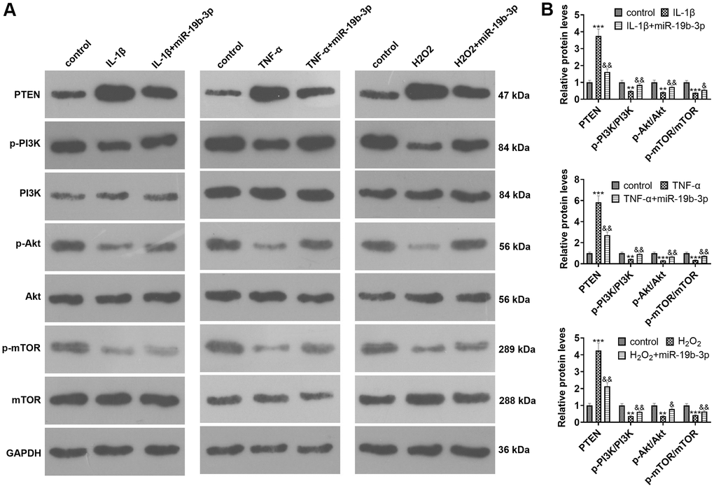 The effect of overexpressing miR-19b-3p on the PTEN/PI3K/Akt/mTOR axis. In the in-vitro IVDD model, HNPCs were transfected with miR-19b-3p mimics.. (A, B) WB was adopted to determine the PTEN/PI3K/Akt/mTOR expression. * P P P P P P 