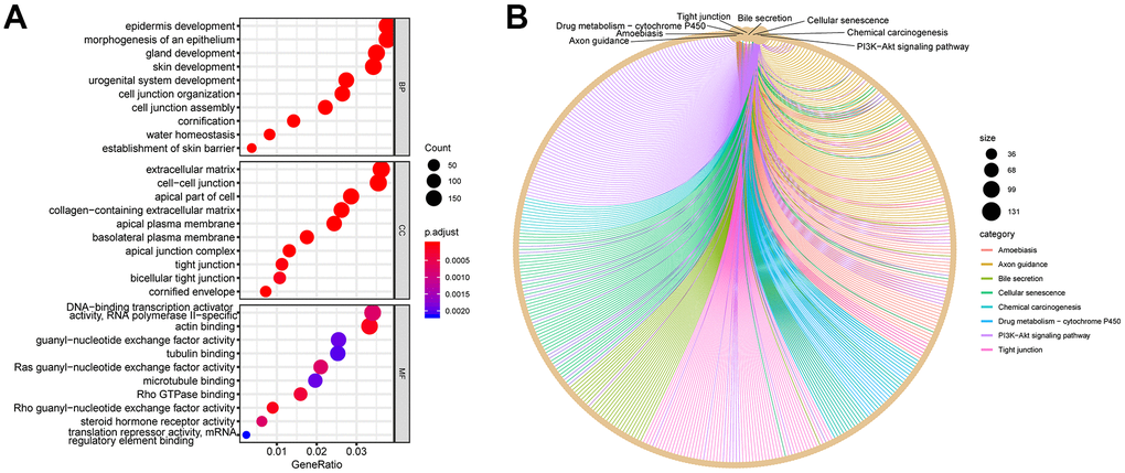 GO and KEGG plots calculated using DEGs. (A) GO dot plot: top 10 items in each category. (B) KEGG network plot: top eight pathway items calculated using DEGs. The surrounding dots represent genes.