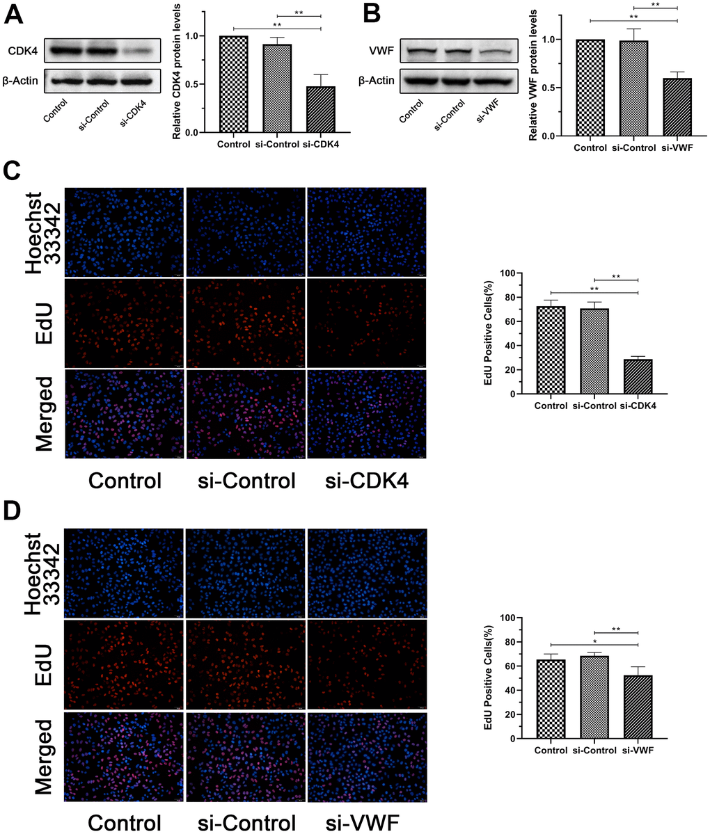 Inactivation of CDK4 or VWF inhibits the proliferation of melanoma. (A, B) CDK4 or VWF expression in the si-CDK4 or si-VWF group was significantly lower than that in the Control and si-Control groups. (C, D) EdU-positive cells of the si-CDK4 or si-VWF group was significantly reduced than that of the Control and si-Control groups. Asterisks indicate statistically significant difference (*: p