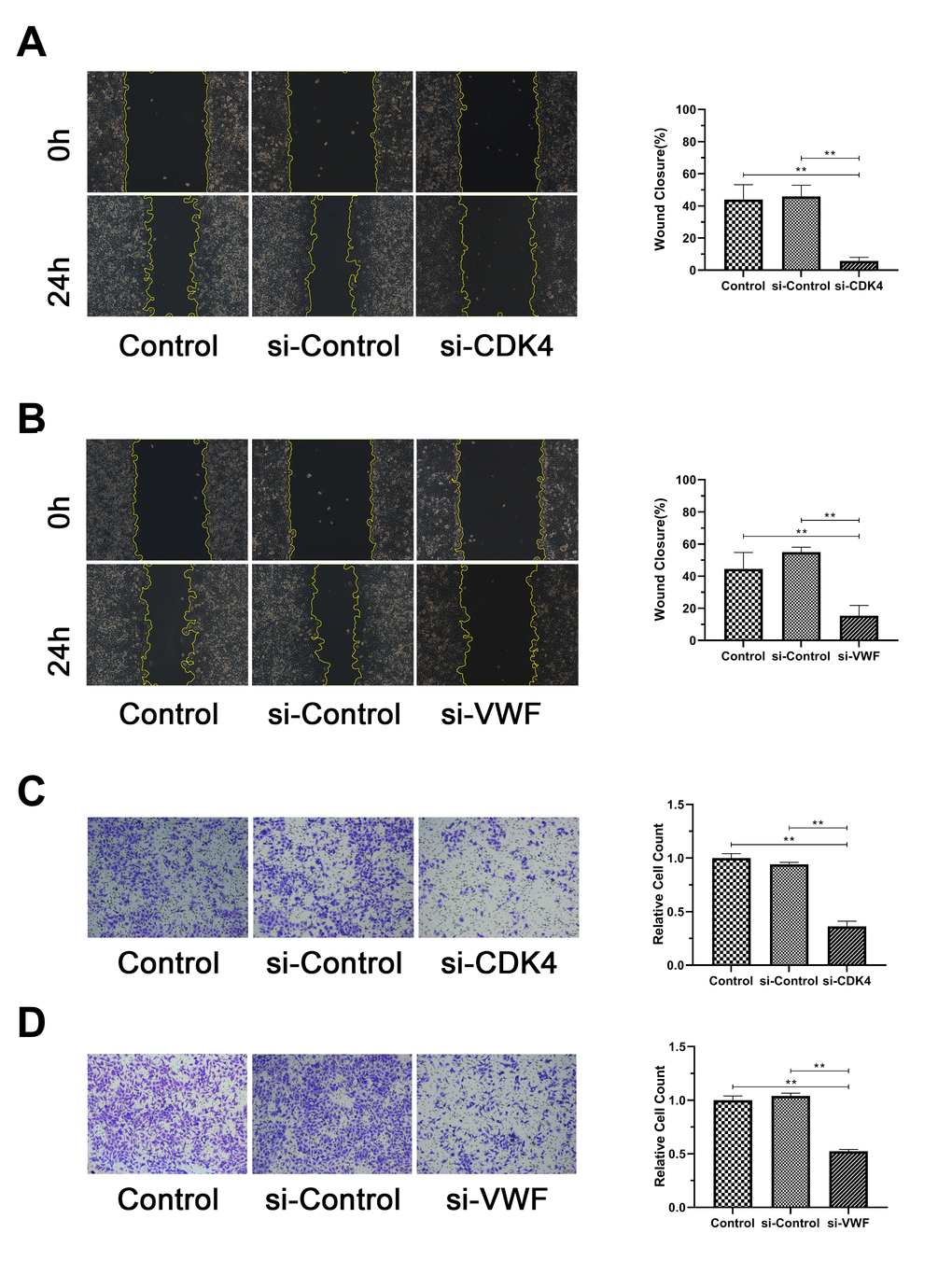 Inactivation of CDK4 or VWF inhibits the invasion and migration of melanoma. (A, B) Closure percentage of the si-CDK4 or si-VWF group was significantly lower than that of the Control and si-Control groups. (C, D) Relative count of invading cells of the si-CDK4 or si-VWF group was significantly lower than that of the Control and si-Control groups. Asterisks indicate statistically significant difference (**: p