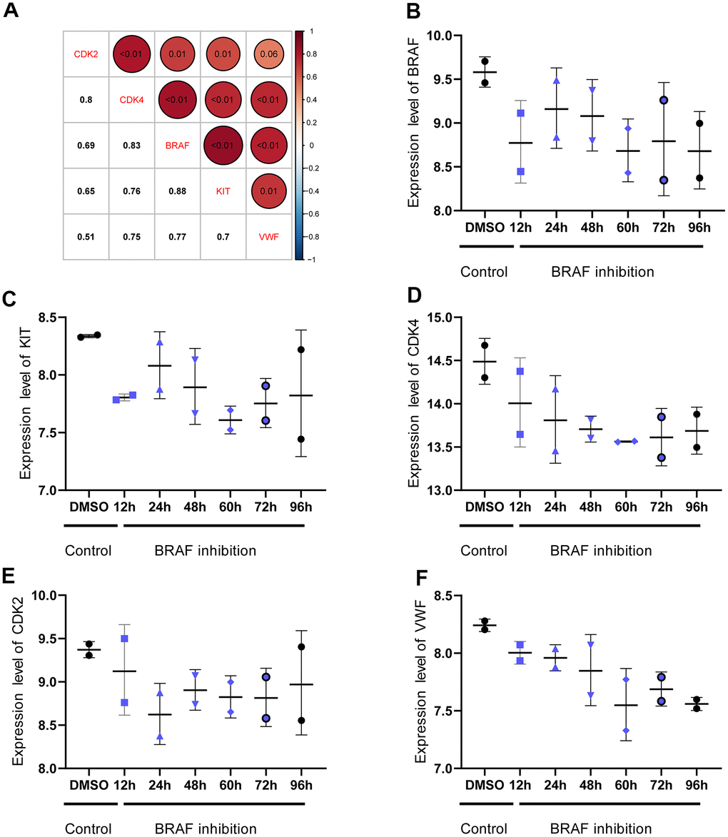 Correlation between BRAFV600E expression and expression of key genes. (A) The expression of CDK2, CDK4, KIT, and VWF is significantly correlated with that of BRAFV600E. The numbers in the upper right corner represent the p value, and the numbers in the lower left corner represent the correlation coefficient. (B–F) Expression trend of CDK2, CDK4, KIT, and VWF after inhibiting the expression of BRAFV600E.