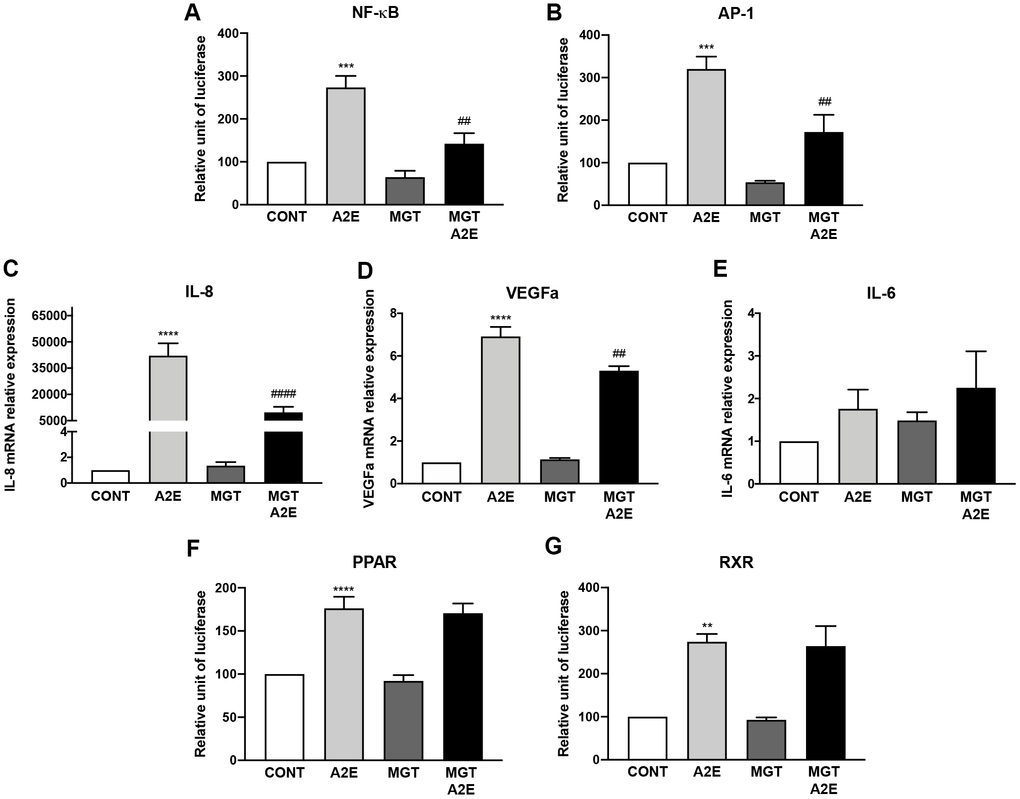 PPAR-α, PPAR- β/δ and PPAR-γ antagonists used in co-treatment partly reproduce the effects of norbixin on inflammation but not on IL-6 expression and PPAR transactivation induced by A2E in RPE cells in vitro. Effect of a mixture of PPAR-α, -β/δ and -γ selective antagonists MK886 (MK, 1 μM), GSK3787 (GSK, 1 μM) and T007907 (T007, 10 μM) alone or with A2E (20 μM) on NF-κB (A), AP-1 (B) transactivation, and on IL-8 (C), VEGFa (D) and IL-6 (E), mRNA expression. Effects on PPAR (F) and RXR (G) transactivation. Bars represent mean ± s.e.m. with n = 3–6 and ** or ##p ***p **** or ####p 