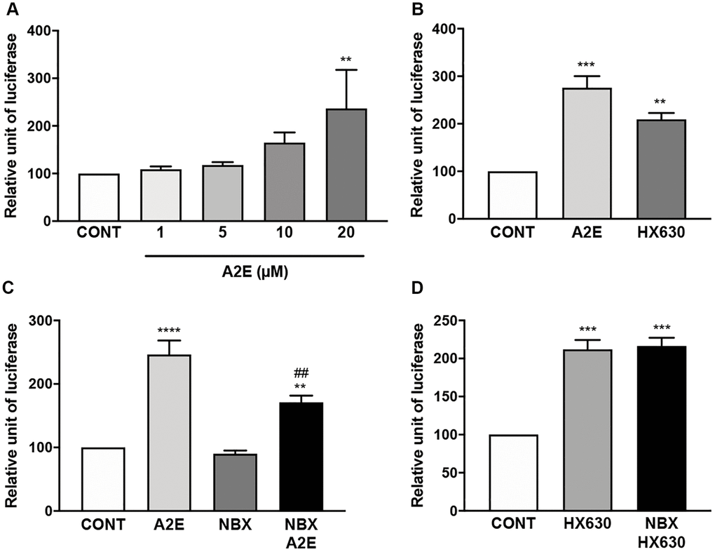 Norbixin inhibits the transactivation of RXRs induced by A2E. Effect of increasing concentrations of A2E on RXR transactivation (A). Effect of A2E (20 μM) and HX630 (5 μM) on RXR transactivation (B). Effect of A2E (20 μM), NBX (20 μM) and A2E (20 μM) + NBX (20 μM) on RXR transactivation (C). Effect of HX630 (5 μM) alone or in competition with NBX (20 μM) on RXR transactivation (D). Bars represent mean ± s.e.m. with n = 3–5. ** or ##p ***p ****p 