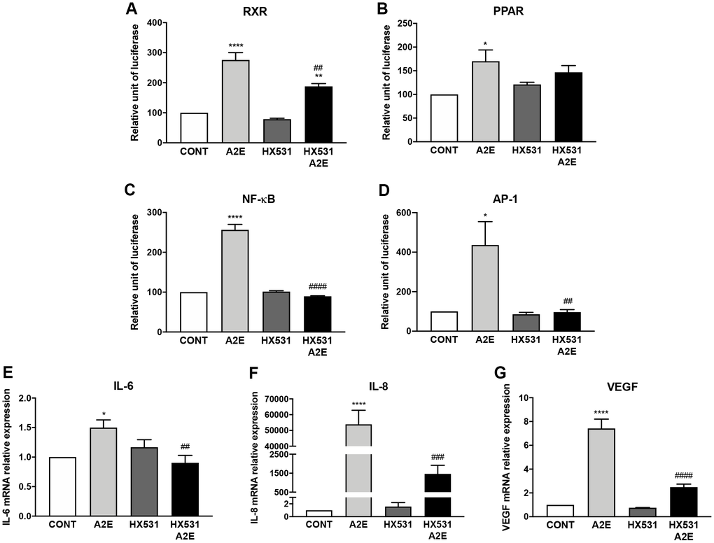 Partial inhibition of RXR and PPAR transactivation by the pan-RXR-antagonist HX531 reduces A2E-induced inflammation and angiogenesis. Effect of A2E (20 μM), HX531 (5 μM) alone and HX531 (5 μM) + A2E (20 μM) on RXR (A), PPAR (B), NF-κB (C) and AP-1 (D) transactivation, and on IL-6 (E), IL-8 (F) and VEGF (G) mRNA expression. Bars represent mean ± s.e.m. with n = 3–4. *p ** or ##p ###p **** or ####p 
