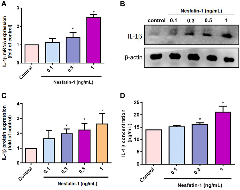 Nesfatin-1 enhances IL-1β production in human OASFs. OASFs were incubated with nesfatin-1 (0.1–1 ng/mL) and IL-1β mRNA and protein expression was examined by qPCR (A) and Western blot (B). Quantitative data for Western blot (C) and ELISA (D) assays. *p 