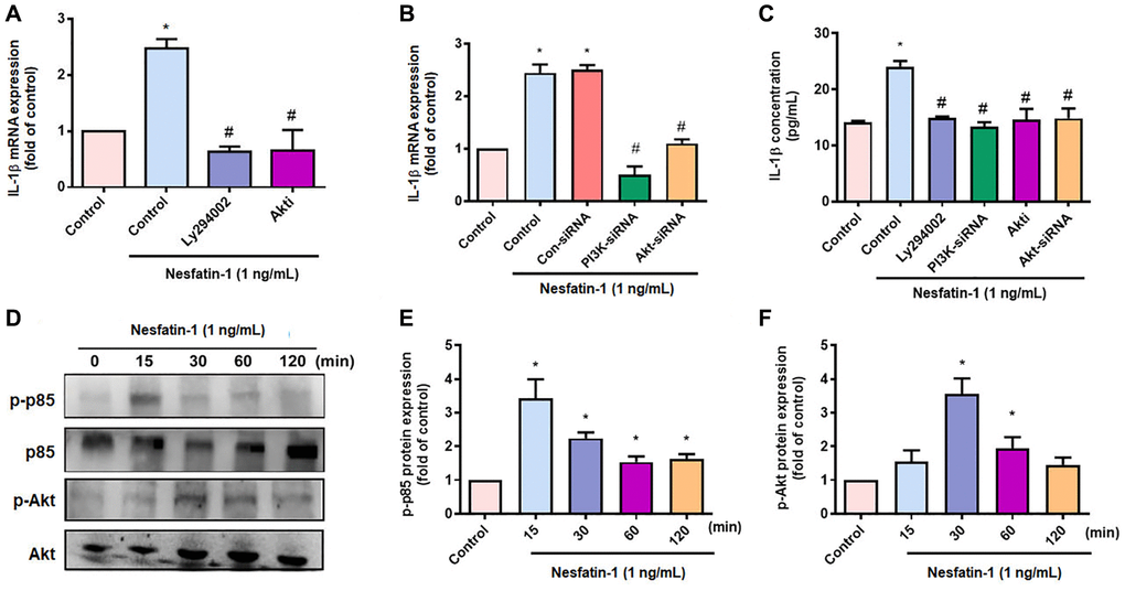 The PI3K/Akt pathways mediate nesfatin-1-induced stimulation of IL-1β synthesis. (A–C) OASFs were treated with a PI3K inhibitor (Ly2942002) or Akt inhibitor (Akti), or transfected with p85 or Akt siRNAs, then stimulated with nesfatin-1. IL-1β expression was examined by qPCR and ELISA. (D) Cells were incubated with nesfatin-1 for the indicated time intervals; p85 and Akt phosphorylation was examined by Western blot. (E–F) Quantitative data for p-p85 and p-Akt expression. *p #p 